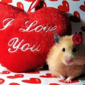 Meet your Posher, Ariana